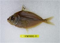 藏品(黑邊鰏)的圖片